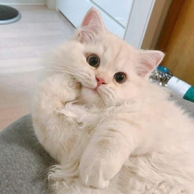 จักพัน ไพสุวรรณ avatar